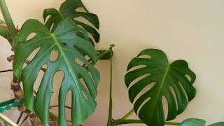 Repotting a 32 Year Old Monster  Monstera deliciosa cheese plant [upl. by Palermo]