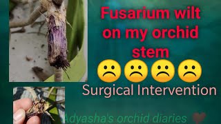 Fusarium wilt  Dry rot of vanda orchid [upl. by Reltuc27]