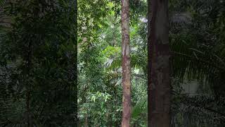 White handed gibbon singing in Malaysia [upl. by Levram]