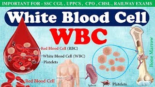 White Blood Cell WBC or Leucocytes  Function of wbc in hindi  WBC count [upl. by Kulsrud125]