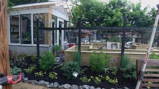 Planting Annuals Along The Greenhouse  Coleus Lantana Black eyed Susan Supertunia Vista Mini [upl. by Llerrehs771]