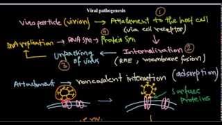 7 Replication of DNA viruses [upl. by Behnken]