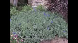 Salvia chamaedryoides  Germander Sage [upl. by Hawker]