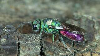 Goldwespe Chrysis sp [upl. by Bracci]