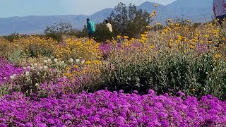 Stunning desert wildflower superbloom at Henderson Road in Anza Borrego Desert State Park [upl. by Ynaiffit394]