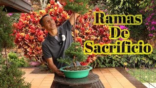 Como hacer bonsai de calidad con ramas de sacrificio [upl. by Annovahs]