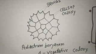 pediastrum boryanum diagram how to draw [upl. by Atinihc]