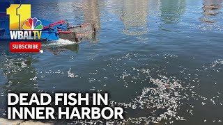 DPW crews collect dead fish from Inner Harbor [upl. by Mansoor]