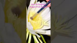 How to hand pollinate dragon fruit flowers [upl. by Ertnom]