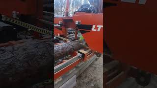 Woodmizer LT15 sawing Tamarack logs [upl. by Yer]