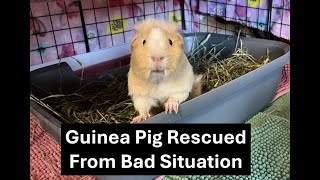 Guinea Pig Rescue  Giving Mildred the BEST Life [upl. by Soirtimid]