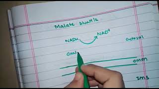 NADH shuttle mechanisms glycerophosphate and malate aspartate shuttle [upl. by Ultun]