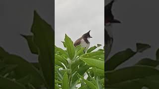 ye kaun sa bird hai  birdlovers nature capture by selfie mobile [upl. by Samuel]