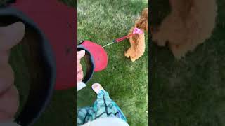 Me and my dog get barked at😭✋by a dog [upl. by Benjie]