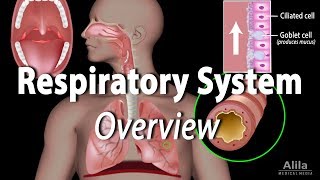 Overview of the Respiratory System Animation [upl. by Odnama908]