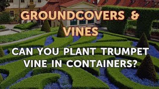 Can You Plant Trumpet Vine in Containers [upl. by Hedy53]