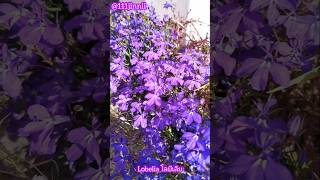 Beautiful Lobelia 201124 [upl. by Nimad331]