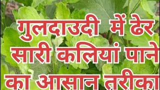 care tips of guldaudi SameerSinghGarden gardeningismypassionhindiv902 DelhiDudes [upl. by Opal]