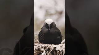 Island Treasures WhiteCapped Noddy Nesting Colonies Revealed [upl. by Elin]