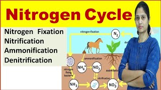 Nitrogen Cycle  Nitrogen Fixation Nitrification Ammonification Assimilation Denitrification [upl. by Onairotciv]