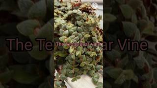 Best Indoor Vines And Climbers indoorplants plants garden gardening summer vibes shorts [upl. by Juetta]