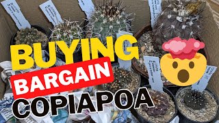 UNBELIEVABLE PRICES Buying bargain copiapoa at the UKs biggest cactus nursery [upl. by Idnim]