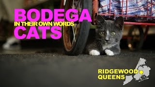 Bodega Cats In Their Own Words Carmel of Ridgewood Queens [upl. by Philbin]