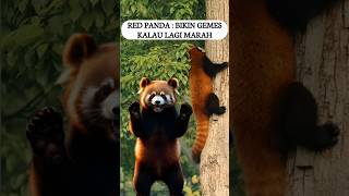 Red Panda yang Bikin Gemes Kalau Lagi Marah [upl. by Sabian869]