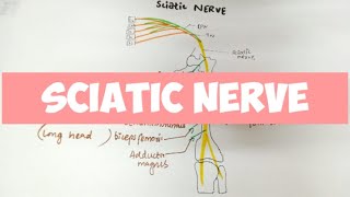 SCIATIC NERVE  Anatomy 👍 [upl. by Blasius]