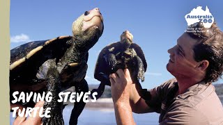 Steve Irwins Turtle  Protecting this unique species  Wildlife Warriors Missions [upl. by Collar]