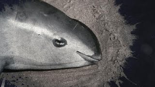 Endangered porpoise dies during rescue [upl. by Anawak102]