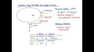 Brandls Basics Autonomic drugs that affect the bladder function [upl. by Whitehouse]