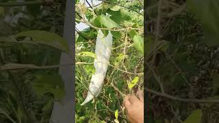 బాబోయ్ పొట్లకాయలు అనేట్టు వచ్చేసాయి అండి  TELUGU GARDEN VLOG [upl. by Weisman54]