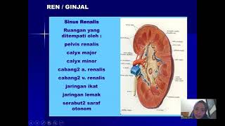 ANATOMI GINJAL DAN SISTEM URINARIAUROPOETIK [upl. by Anuayek944]