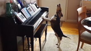 This Rescued Beagle Playing Piano and Singing Will Make Your Day [upl. by Aekerly]