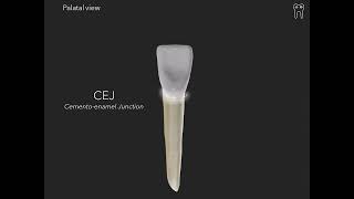 Mandibular Central Incisor Anatomy in 1 min [upl. by Cymbre245]