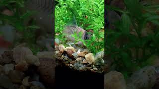 Corydoras panda pretends he is a shrimpкорідорас панда  найкращі 🥰🐟🥰cornflower fishtank [upl. by Iron]