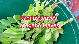 kamias leaves and oregano leaves [upl. by Brynn]