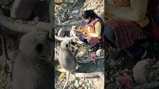 Langur maa beti with sakshi vlog [upl. by Werbel]