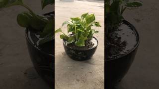 Money plant pothos moneyplant pothos nature gardening nature trending youtubeshorts shorts [upl. by Chun]