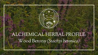 Alchemical Herbal Profile Wood Betony Stachys betonica [upl. by Marlin]