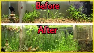 CHEAPEST WAY TO FERTILIZE YOUR PLANTED AQUARIUM DIY ROOT TABS [upl. by Oibesue688]