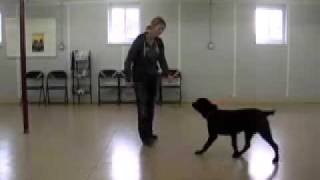 How to begin ecollar conditioning with your dog [upl. by Krispin700]