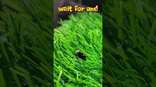 😂😝🤪The fly sings well but the praying mantis sings better insects mantis fly [upl. by Rocco]