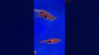 Espei rasbora￼￼ now available 231024 [upl. by Aitnis360]