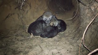 Wild wolf pups and wolf mother preparing the dens [upl. by Sehguh577]