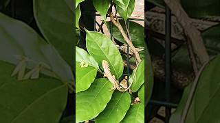 Calotes versicolor gardenlizard nature shorts gardenscapes lizard shortsviral viralshorts [upl. by Rem785]