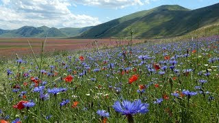 CASTELLUCCIO DI NORCIA LA FIORITURA 2018  HD [upl. by Einafats]