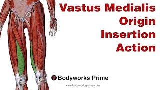 Vastus Medialis Anatomy Origin Insertion amp Action [upl. by Nazler]