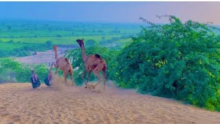 Camel farming camel village dromedary camel camel dancer video new horses camel video camel habitat [upl. by Varhol870]